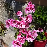 Konukevi Soffio Di Mare 4*