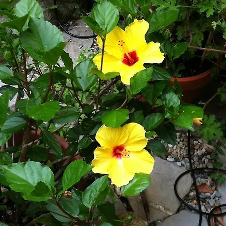 Casa de hóspedes Soffio Di Mare