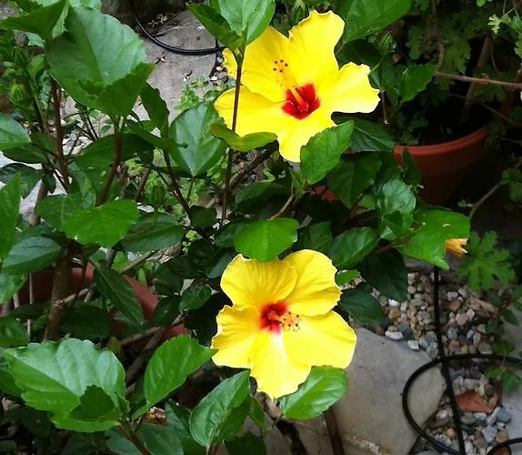 بيت ضيافة Soffio Di Mare