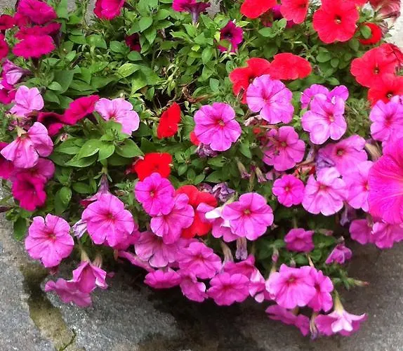 Soffio Di Mare كامولّي