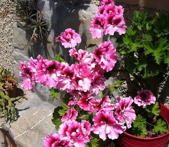 بيت ضيافة Soffio Di Mare 4*